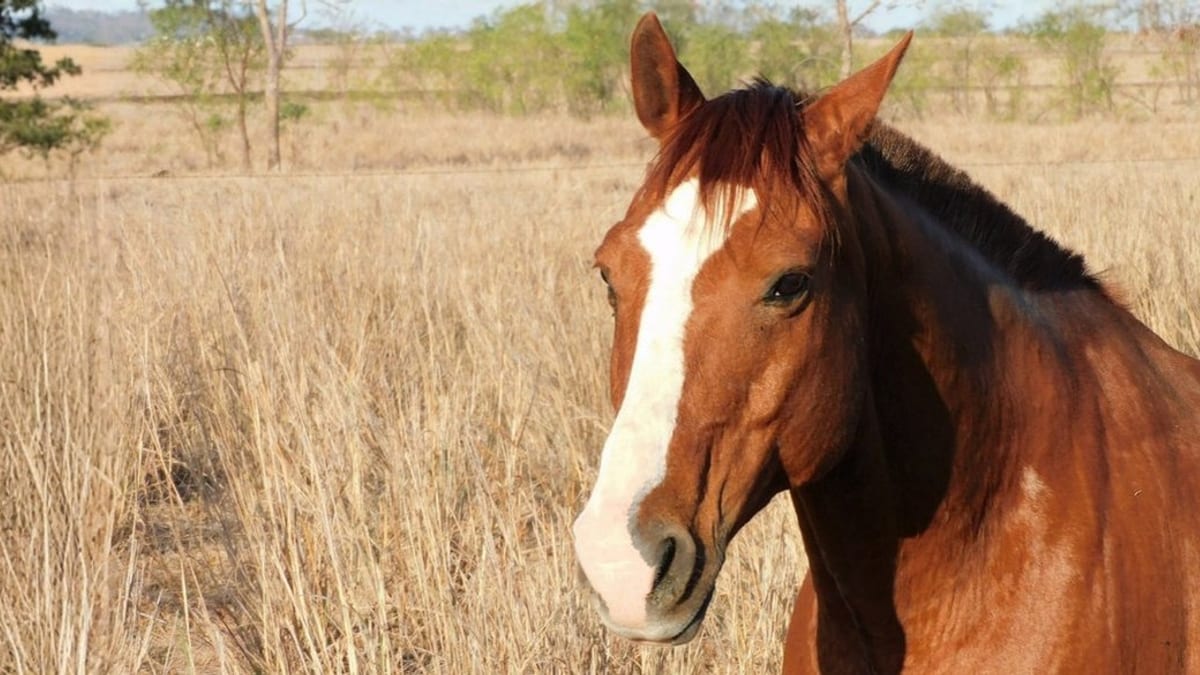 Cavalos voltam a ser reconhecidos como seres que sentem dor e angústia em SC após Justiça derrubar lei - Foto