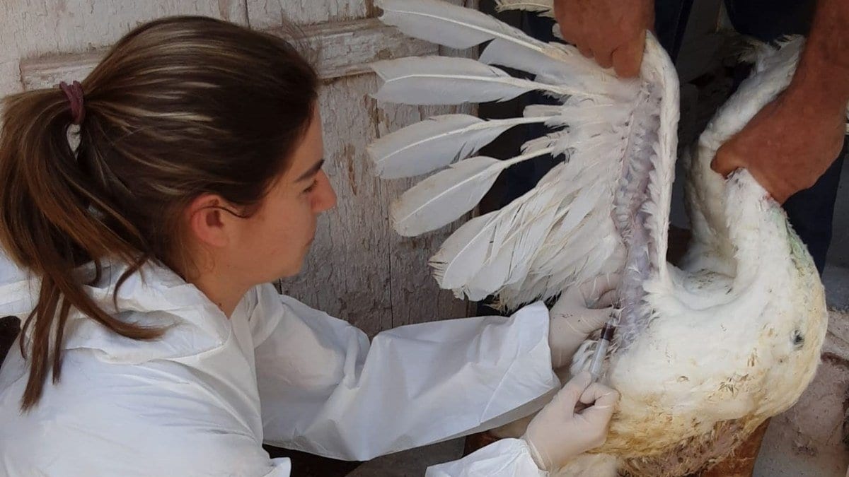 China, México e Chile barram frango após foco de Newcastle em granja de 6 mil perus no Oeste de SC - Foto