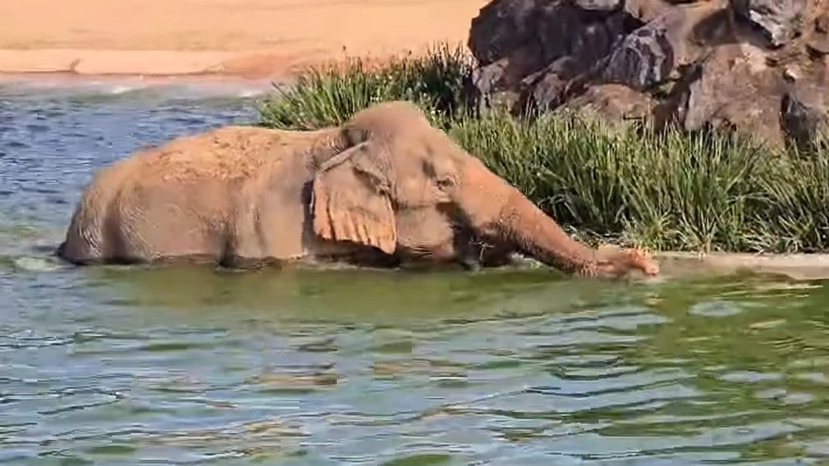 Depois de 40 anos presa em circo, elefanta Kênia ganha piscina e cachoeira de 12 metros em zoológico de SC