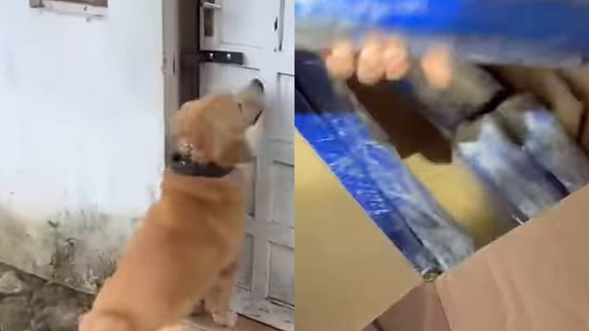 Golden retriever da PM fica de pé na porta, entra na casa e acha mais de 4 kg de maconha em SC