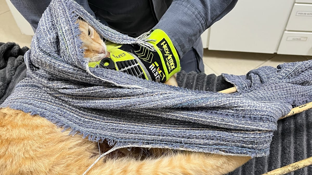 Bombeiros resgatam gato preso a duas barras de ferro em Santa Catarina - Foto