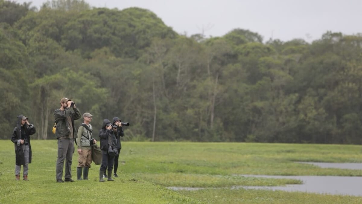 Joinville lidera ranking mundial de cidades em maratona de observação de aves