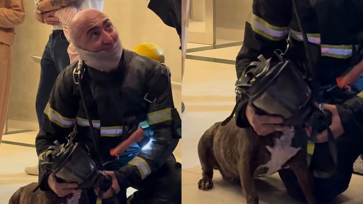 “Ninguém fica pra trás”: bombeiro acolhe cachorro de 17 anos que ficou trancado em incêndio em Brusque