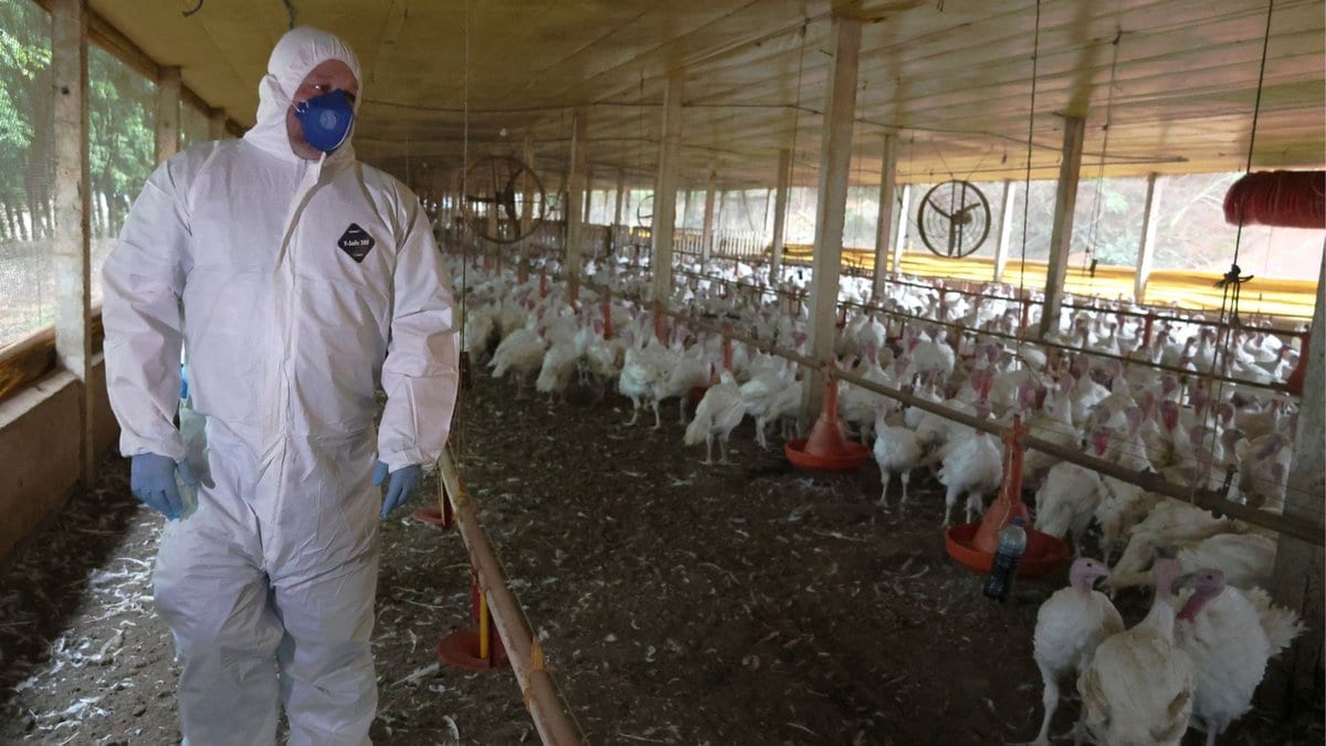 Segundo foco de Newcastle em SC atinge granja com 36,8 mil perus, quase 6 vezes o primeiro caso