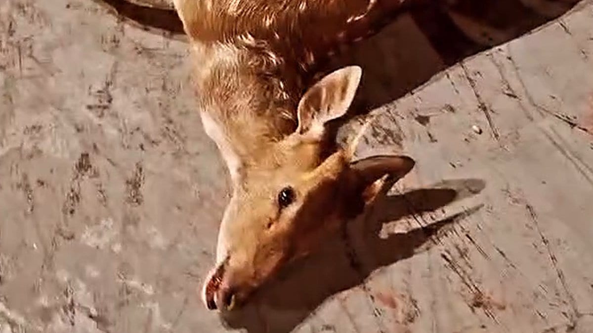 Veado atacado por cachorros levanta sozinho, anda até a frente da Igreja Matriz e morre em SC