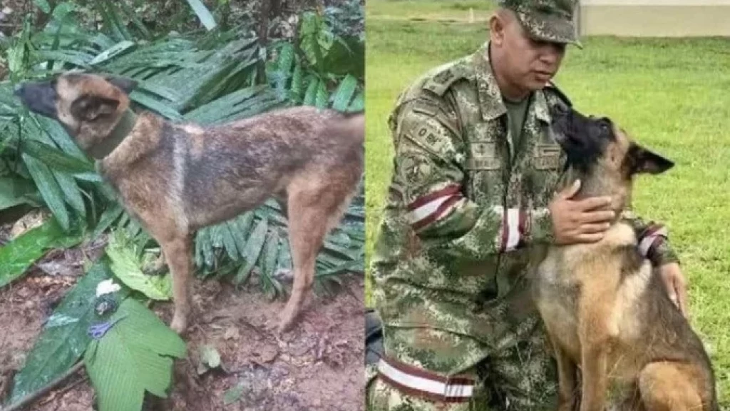 Cão herói desaparece após localizar crianças perdidas na selva da Amazônia