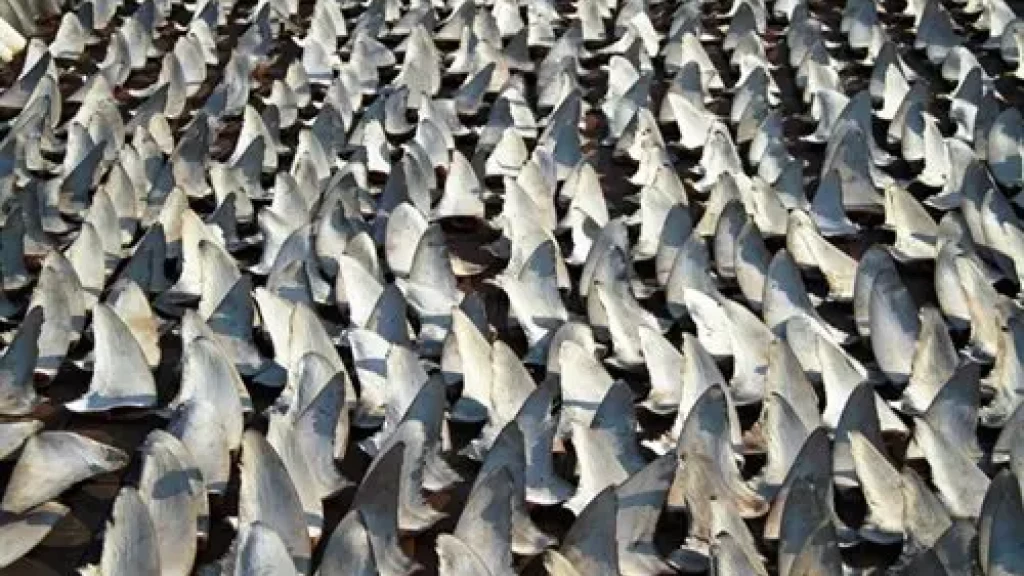 Maior flagrante de tráfico de barbatanas de tubarão do mundo é flagrado em SC
