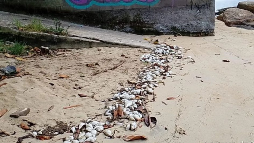 Centenas de peixes aparecem mortos em praias de São José e Florianópolis