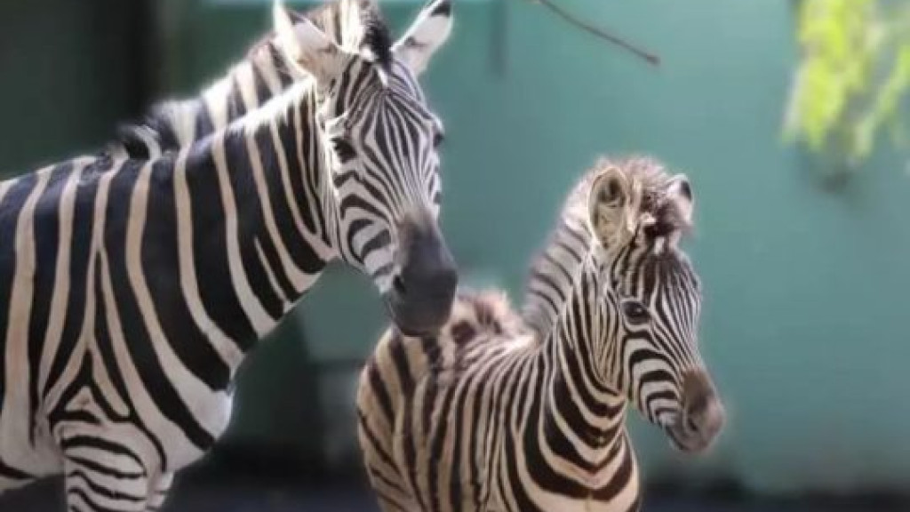 Zebra filhote nasce em zoológico de Santa Catarina, evento raro no Brasil