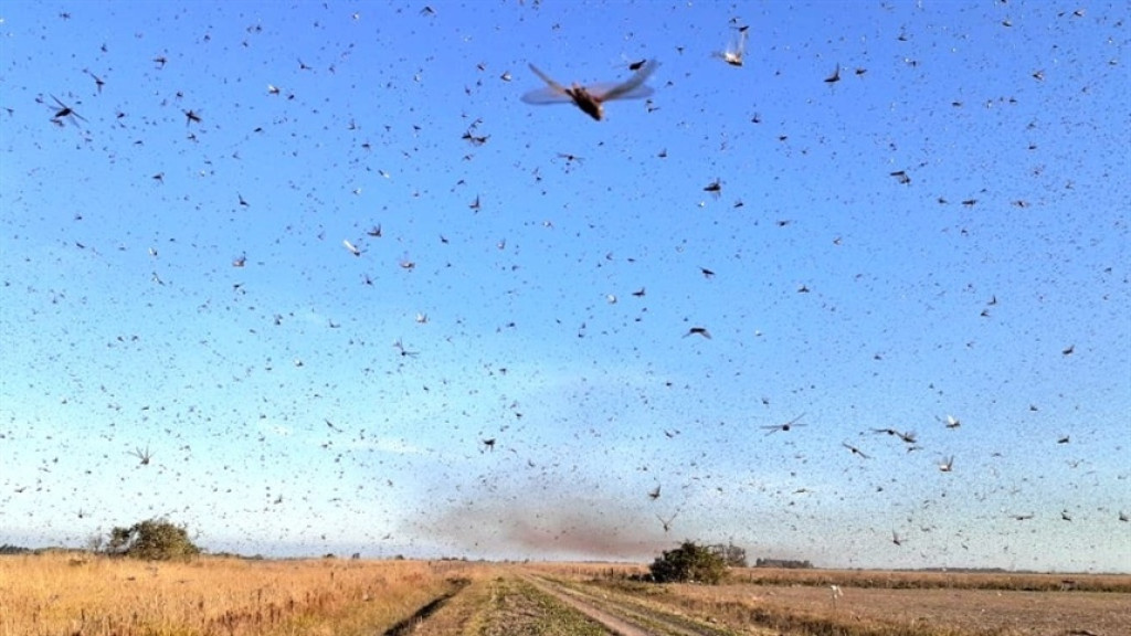 "Apocalipse": Argentina declara emergência por infestação de gafanhotos