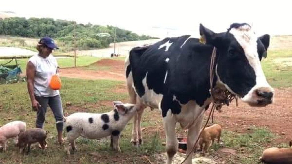 Leitão adota vaca como mãe em propriedade rural