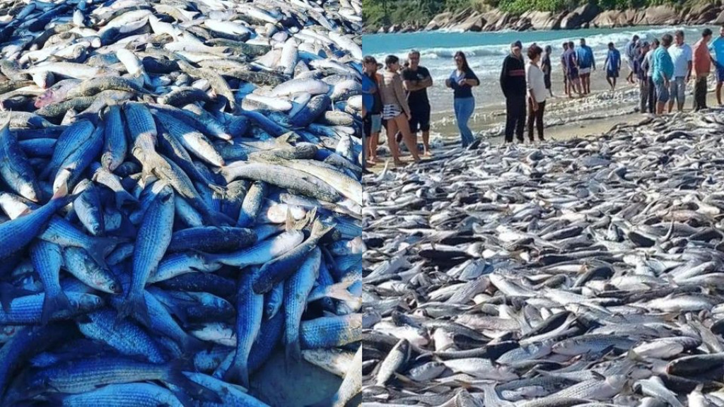 VÍDEO: Pescadores de SC comemoram após capturar 27 mil tainhas em um único dia