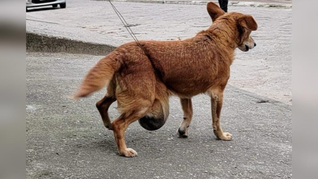 Cachorro com tumor é encontrado amarrado em fio de arame em Tijucas