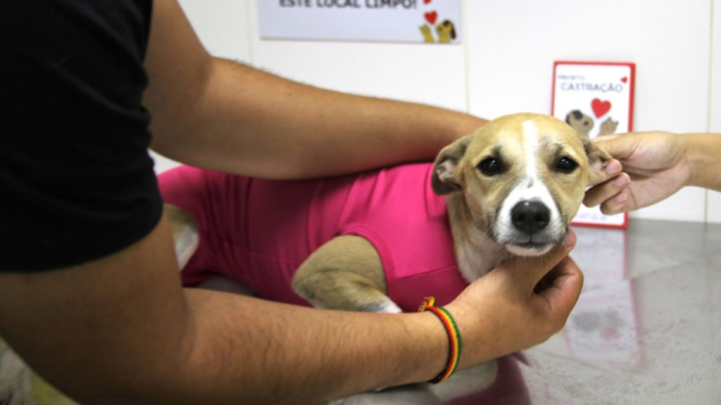 Mutirão de castração itinerante marca aniversário de Tijucas