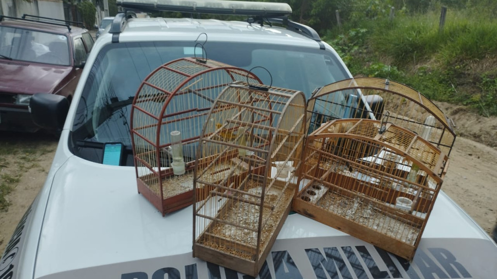 Animais silvestres são resgatados após denúncias em Camboriú