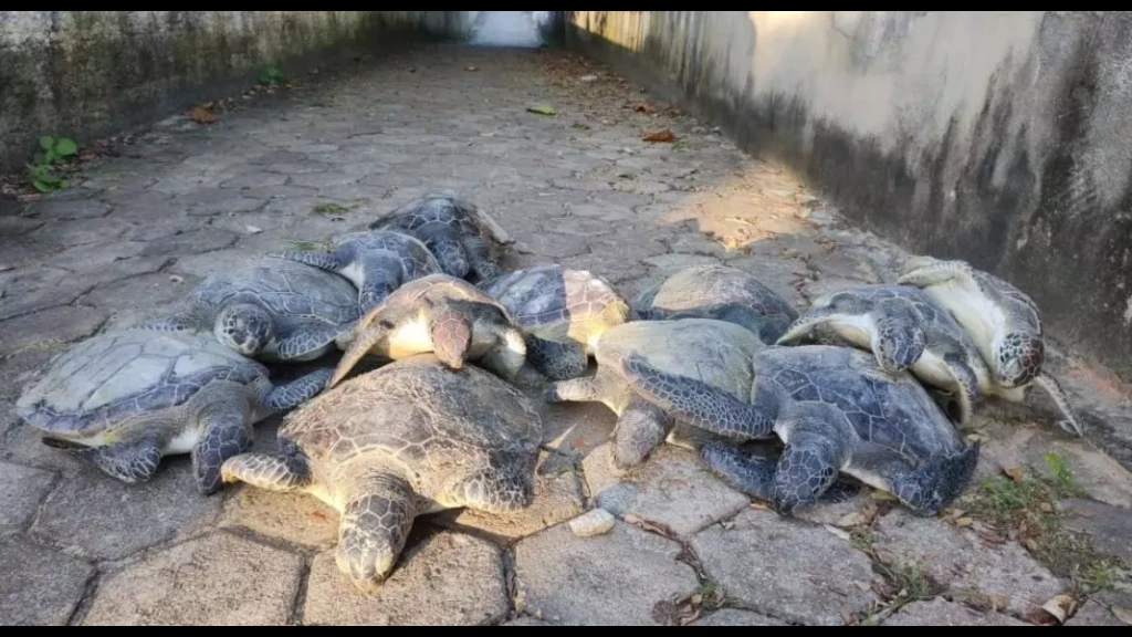 Tartarugas são encontradas mortas em praia do Litoral Norte de SC