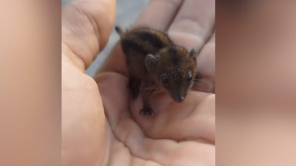 Parente do canguru que vive embaixo da terra é avistado em Porto Belo