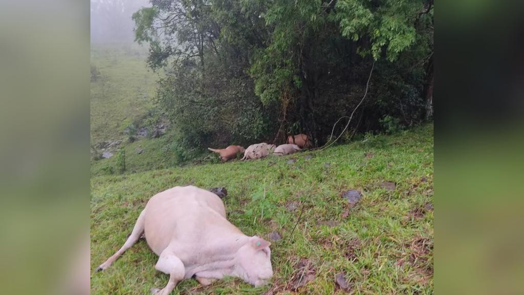 Bois morrem após serem atingidos por raio em Santa Catarina