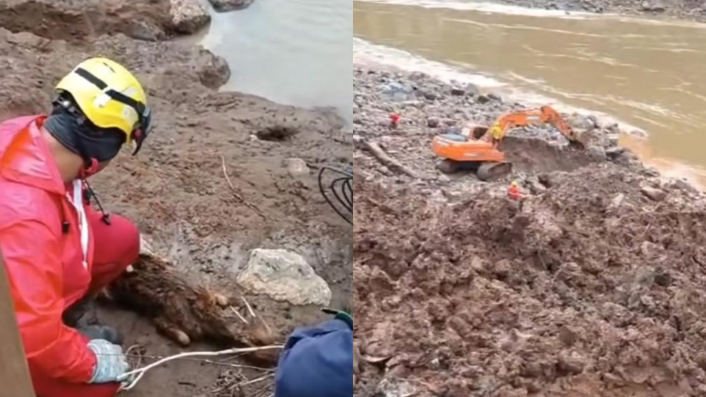 Veado é encontrado vivo embaixo de escombros após 17 dias de enchente no RS