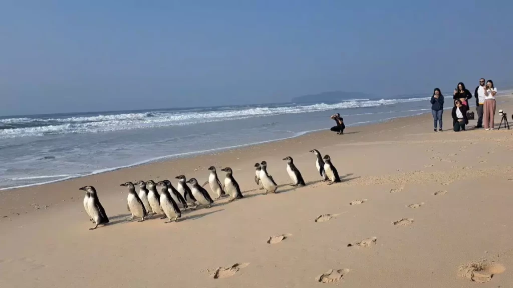 Pinguins-de-magalhães reabilitados são devolvidos ao mar em Florianópolis