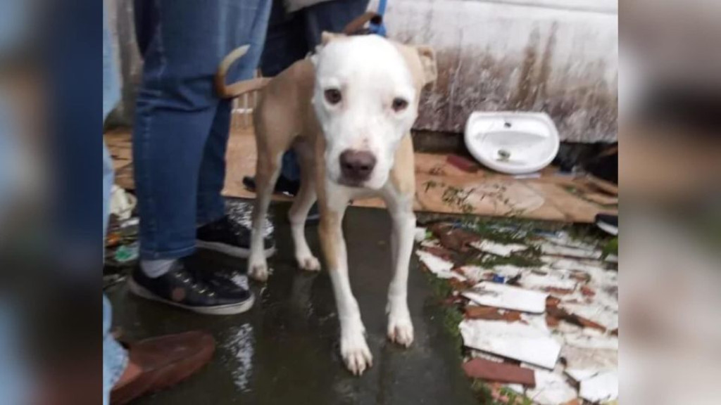 Sem comida, no frio e chuva: tutor é preso e cão resgatado em maus-tratos