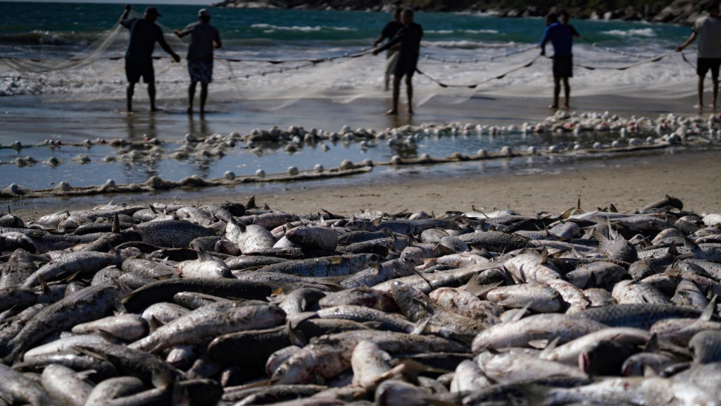 Mais de 780 mil tainhas capturadas por pescadores quebram recorde na temporada