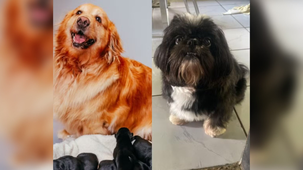 “Pai de primeira viagem”: Shih tzu viraliza após engravidar cadela seis vezes maior em SC