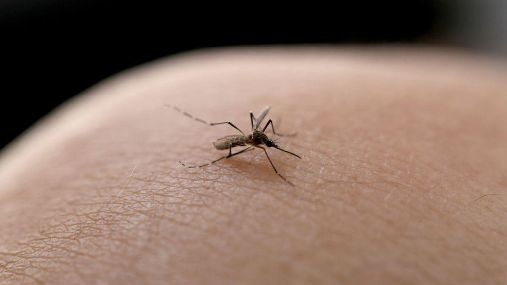 Joinville registra 21 mortes por dengue em 2024 e alerta população
