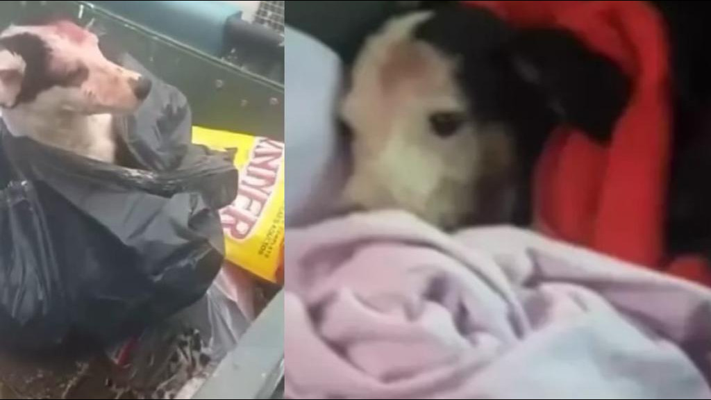 FINAL FELIZ: Cadela que foi jogada em lixeira para morrer é adotada