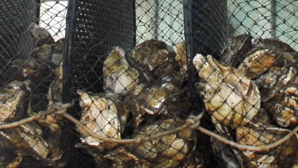 BARRADO: Bombinhas suspende o cultivo de mariscos e ostras