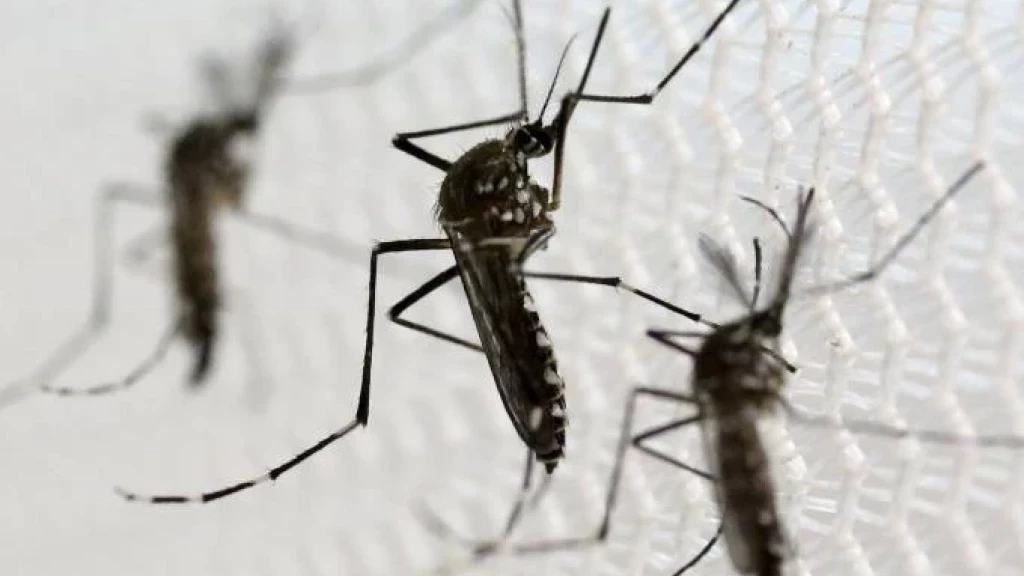 ATENÇÃO: Tijucas investiga segunda possível morte por dengue