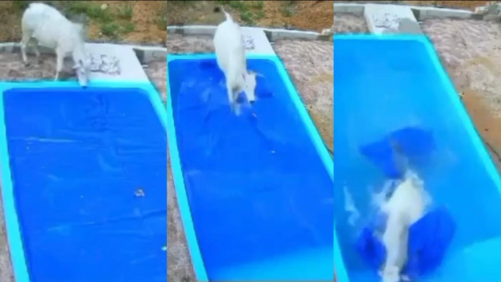 VÍdeo Boi Foge Do Pasto Para Dar Mergulho Em Piscina Do ‘vizinho Em