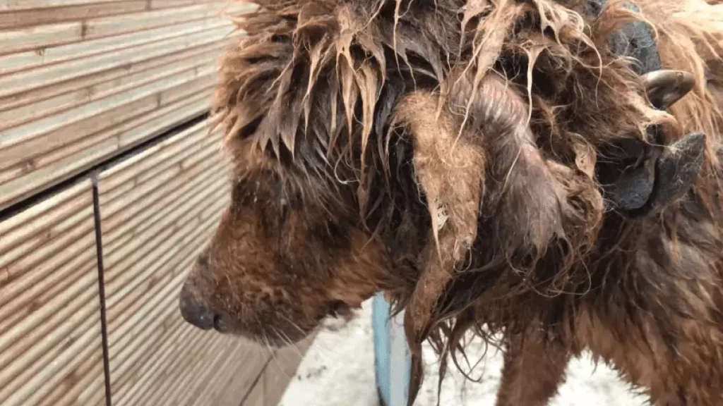 Cachorro cego acorrentado e abandonado é resgatado em São José; tutor é preso