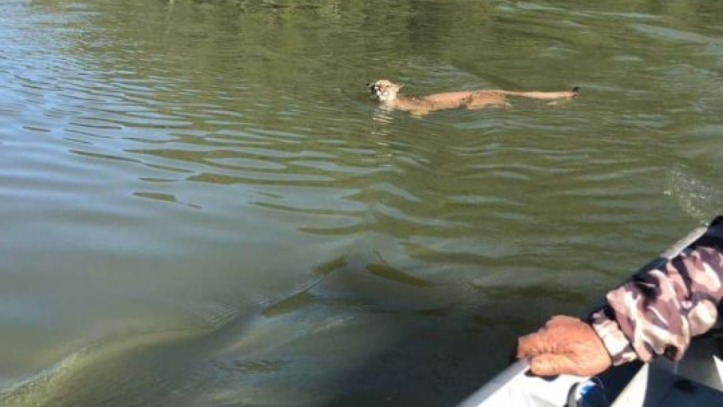Encontro raro: Onça-parda é avistada atravessando a nado rio de SC
