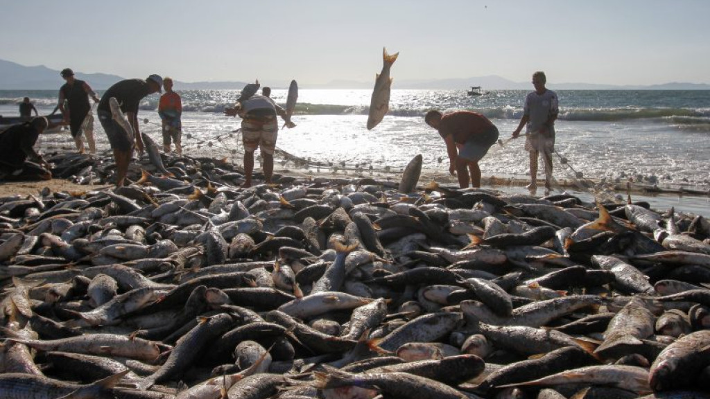 O sopro prateado do ciclone: Temporal favorece pescadores durante a captura de tainhas em Florianópolis