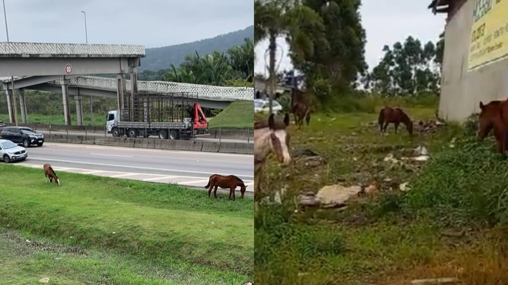 Cavalos soltos próximo a BR-101 ameaçam segurança de motoristas, em Porto Belo