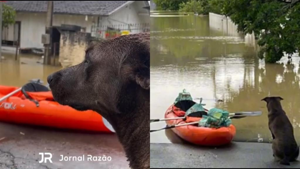 Cãozinho chora procurando por seu dono em meio a enchentes em Santa Catarina