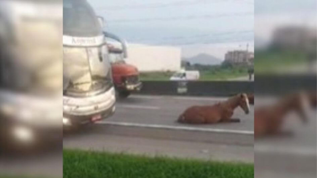 Cavalos são atropelados na BR-101, em Biguaçu; autor foge sem prestar ajuda