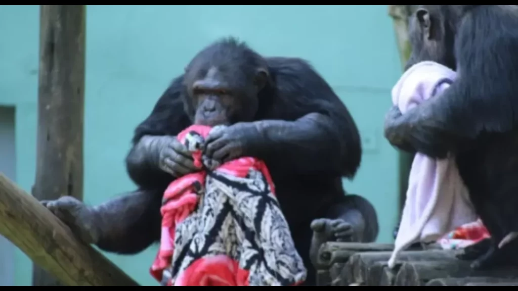 FRIO: Animais ganham cobertores, habitats aquecidos e lanches em zoológico de SC