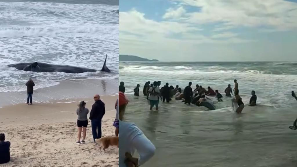 Moradores se unem para tentar salvar baleia rara encalhada em Florianópolis