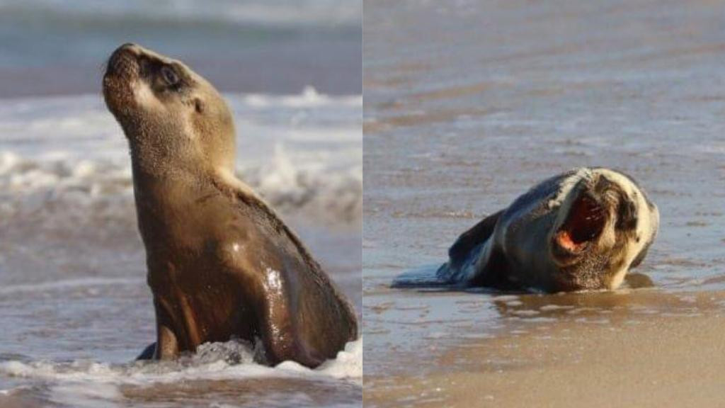 Fazendo pose: Leão-marinho encanta praia de Santa Catarina