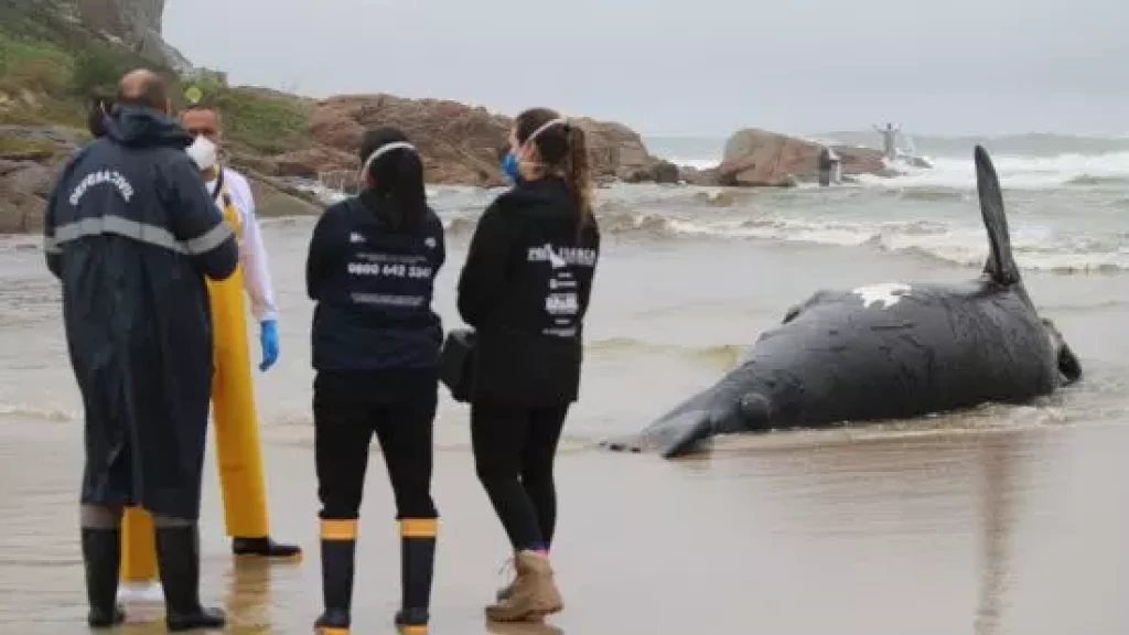 Primeira morte de baleia é registrada na temporada em SC