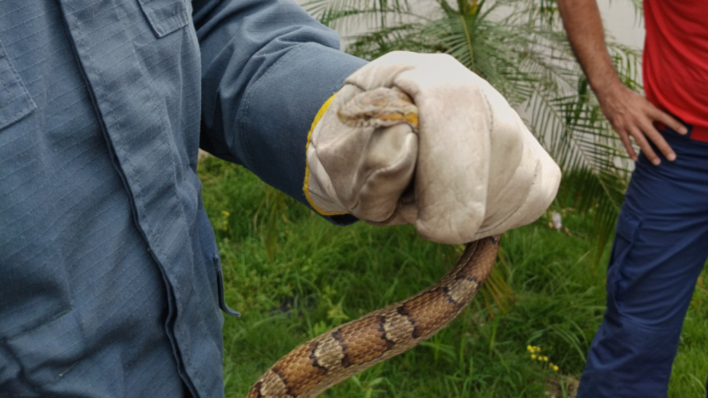 Cobra exótica é encontrada em residência e mobiliza bombeiros em Florianópolis