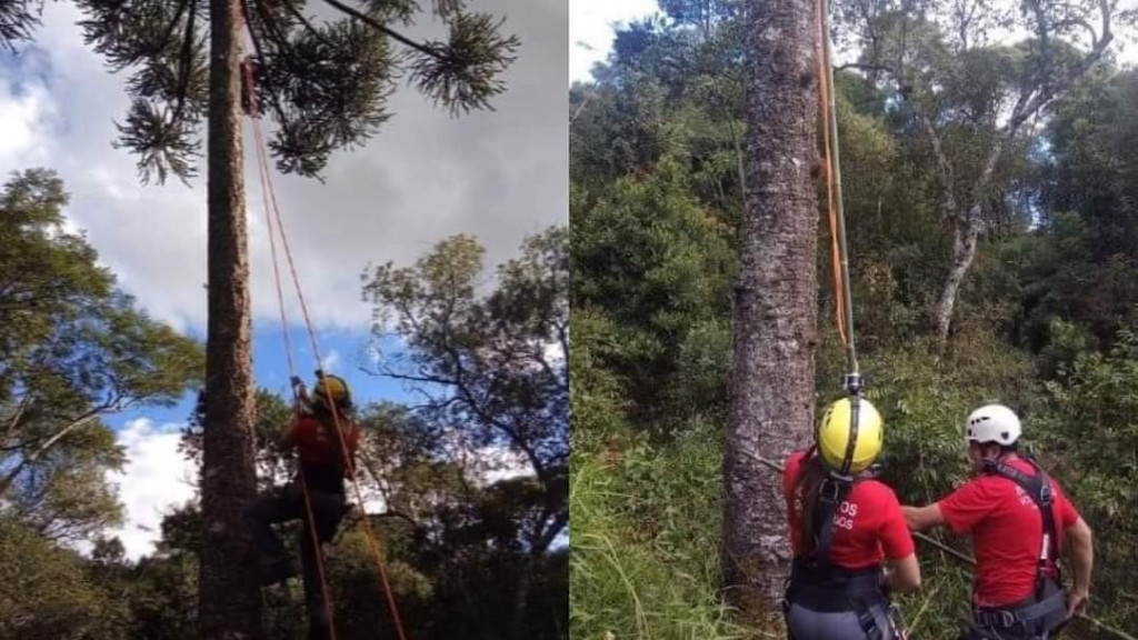 Jovem é resgatado após ficar preso em árvore durante colheita de pinhão
