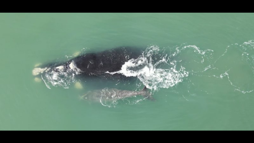 Primeiro filhote de baleia-franca da temporada é avistado no litoral catarinense