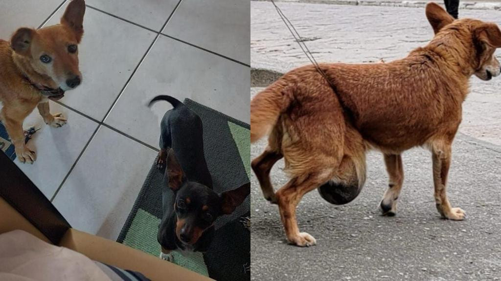 Família nega maus-tratos de cadela com tumor em Tijucas