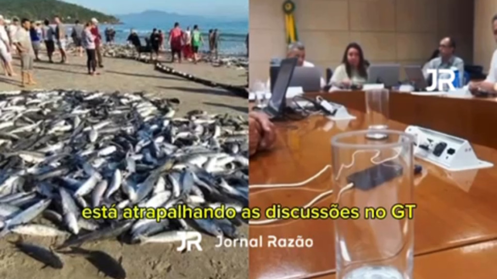 Governo Lula manda encerrar modalidade da Pesca da Tainha em SC: "Santa Catarina está atrapalhando"