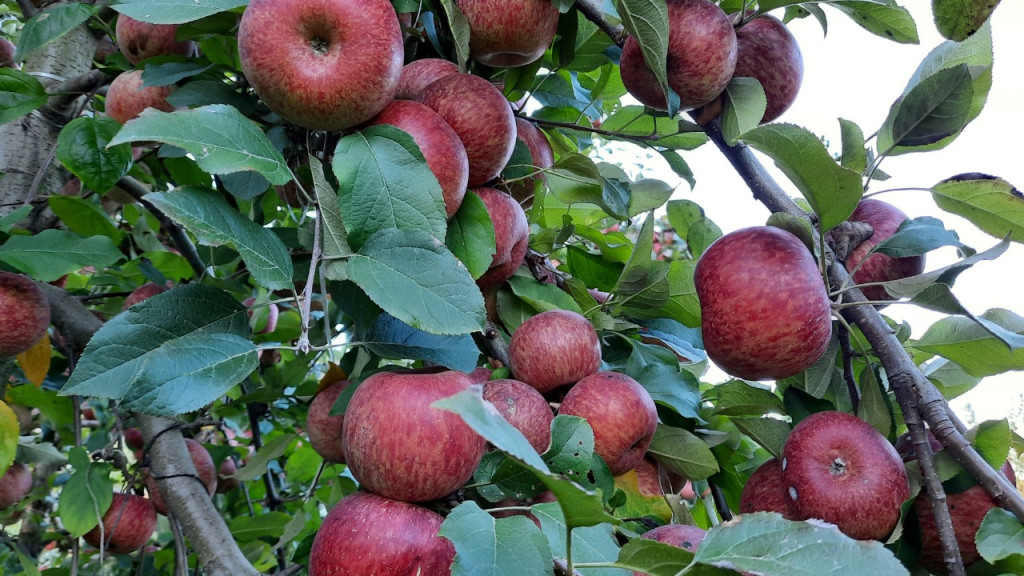 Safra de maçã catarinense registra queda drástica com produção 24% menor em 2024