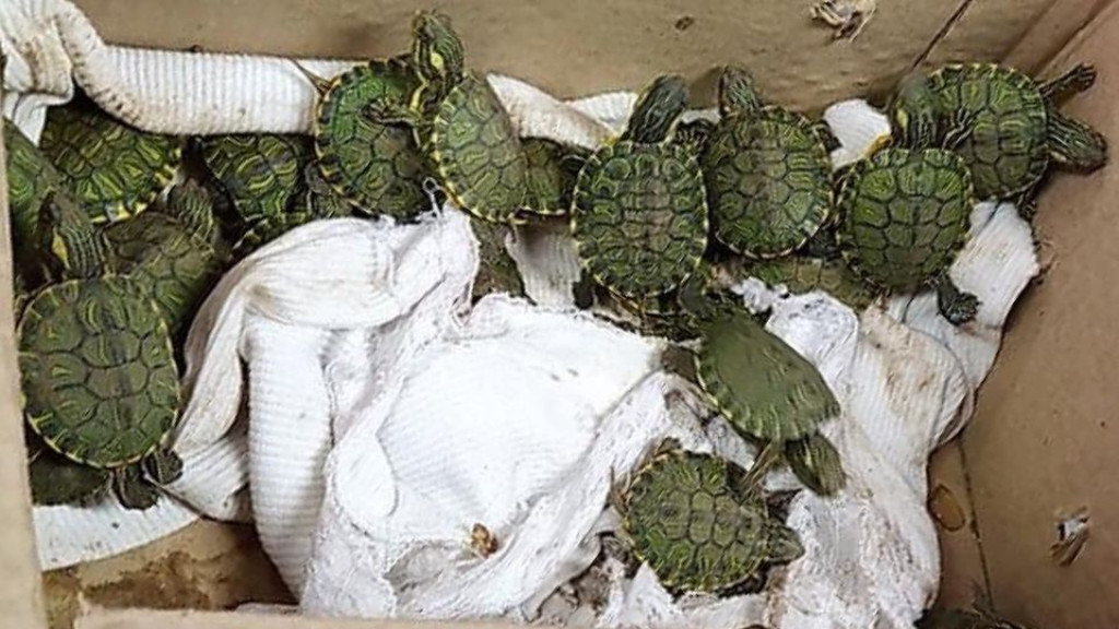 PRF resgata 30 filhotes de tartaruga dentro de veículo na BR-101 em Itapema