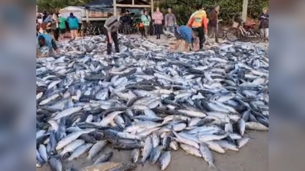 VÍDEO: Pescadores comemoram após captura de 12 mil tainhas em SC